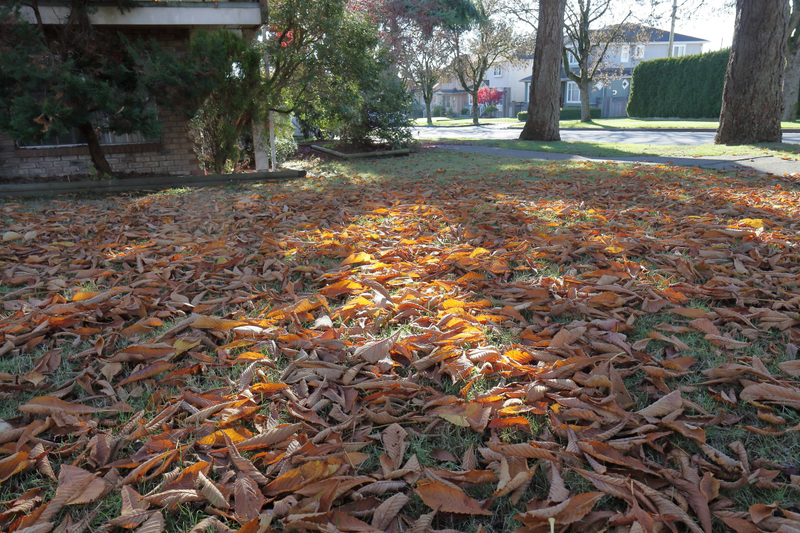 Illustration for article titled Pics from the Curbside (and others) - November 2018